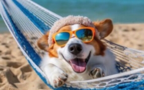 Offrez aussi des vacances à votre compagnon