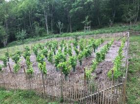 Aménagement de vignobles