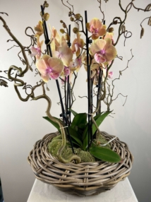 Composition orchidées