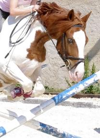 centre équestre kempemillen