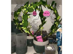 Stephanotis