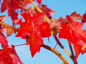 liquidambar styraciflua