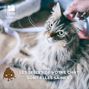 La santé digestive de votre chat 🐱