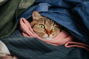 Laverie pour linge d’animaux