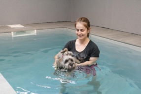 Obésité chien