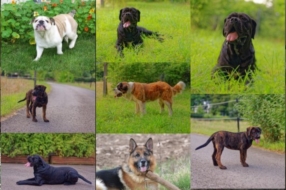Chiens 