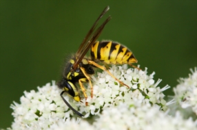 Allergie aux venins d'hyménoptères