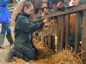 L'ostéopathie pour les Animaux de rente