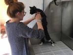 Lavage chat