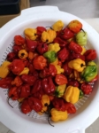Article fromEL CAMINO FOOD TRUCK