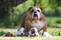 Magnifiques Chiots Bulldog Anglais Pure Race