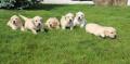Magnifiques Chiots Golden Retriever Pure Race