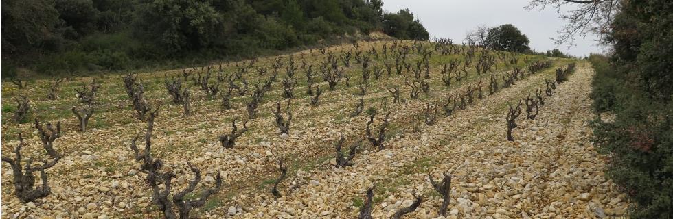 Vins Divins terre de galets