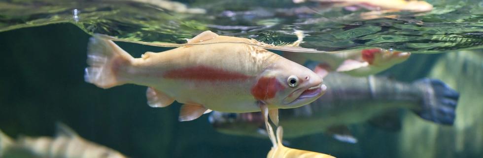 Image 3 - Fishing World