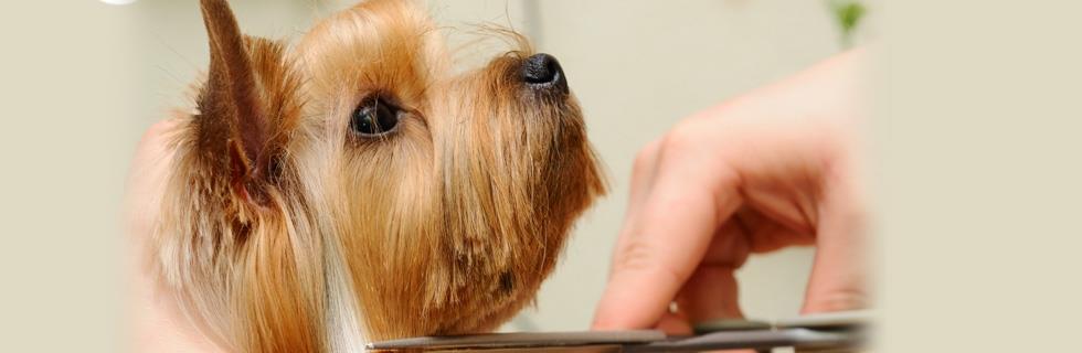 Image 1 - Salon Bianca-Coppi