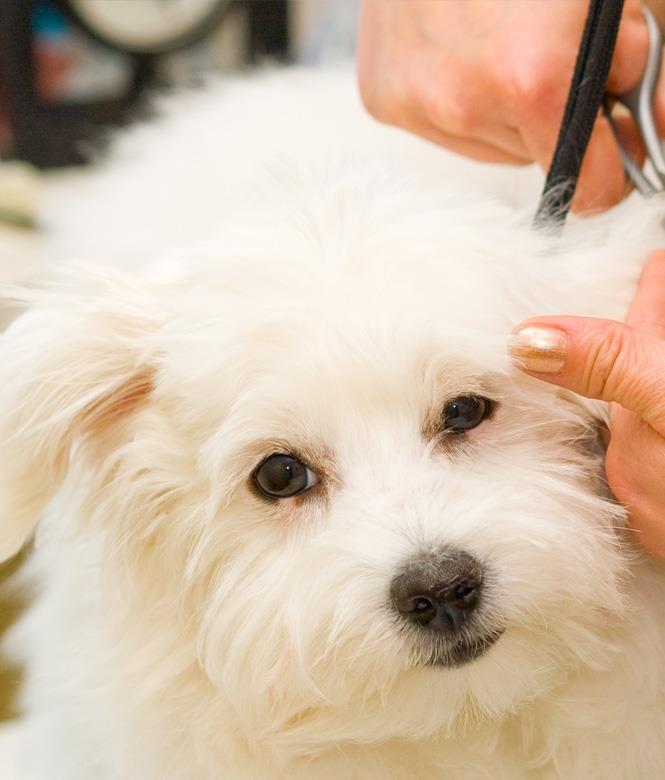 Image 2 - Muppestuff Beim Cindy