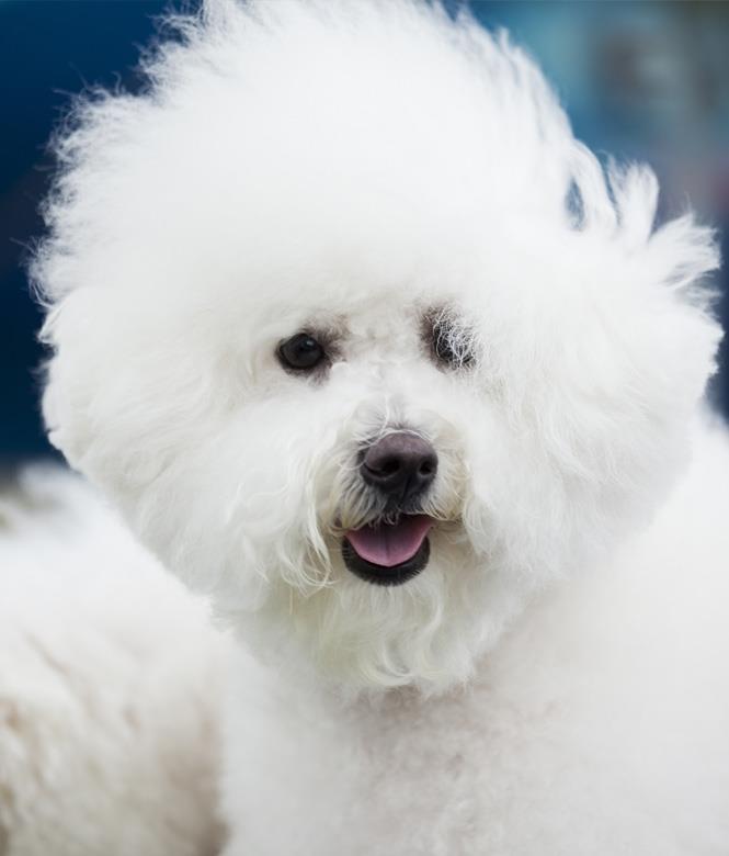 Image 4 - Muppestuff Beim Cindy