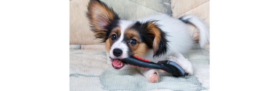 Image 1 - Salon de Toilettage Bella sur Roues